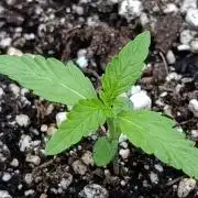 Gaia F1 Auto