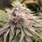 Lemon Cherry Runtz FC6500