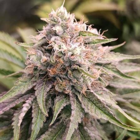 Lemon Cherry Runtz FC6500