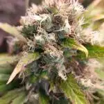 Mental Rainbow Xpertnutrients