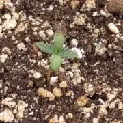 Banana Fumes Round II