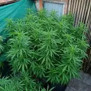 Gello Z & Xpertnutrients