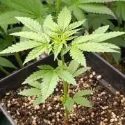 Blueberry Muffin