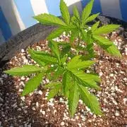 Gello Z & Xpertnutrients