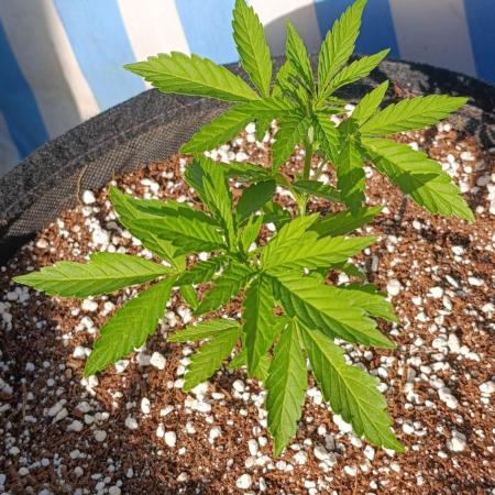 Gello Z & Xpertnutrients