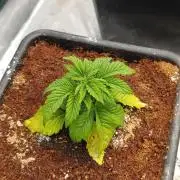 Isla Mirage Xpertnutrients