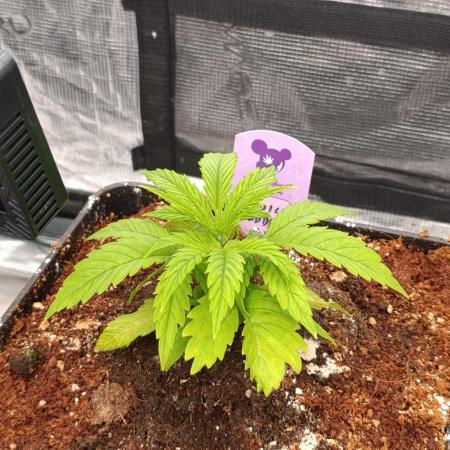 Privileged Baddie Xpertnutrients