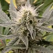 Blueberry Muffin