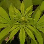 Lord Kush
