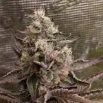 Papayton Xpertnutrients