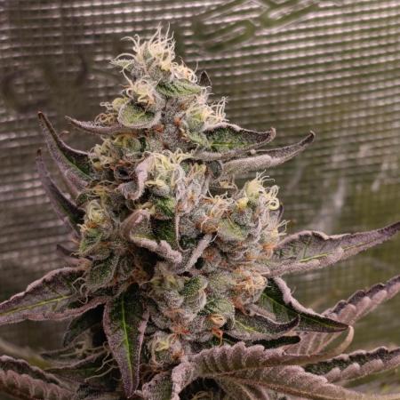 Papayton Xpertnutrients