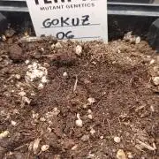 GokuZ OG Test & Marshydro