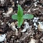 Papaya Zoap Auto