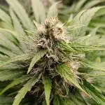 Mental Rainbow Xpertnutrients