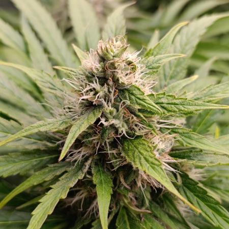 Mental Rainbow Xpertnutrients