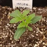 Melon Parmesan
