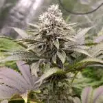 Biscotti Gelato Marshydro