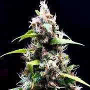 Sour Puffs Xpertnutrients