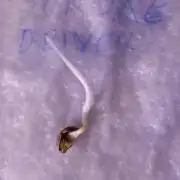 Sundae Driver Marshydro