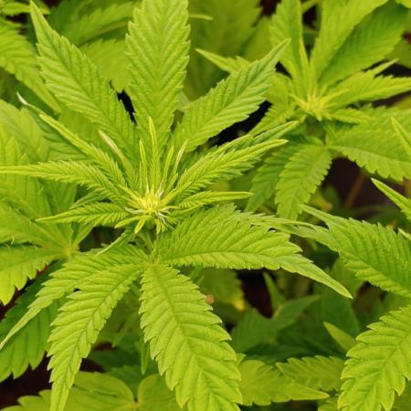 Red Banana Pudding II Marshydro