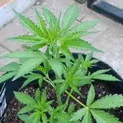 Strawberry Gorilla Rf3 Auto