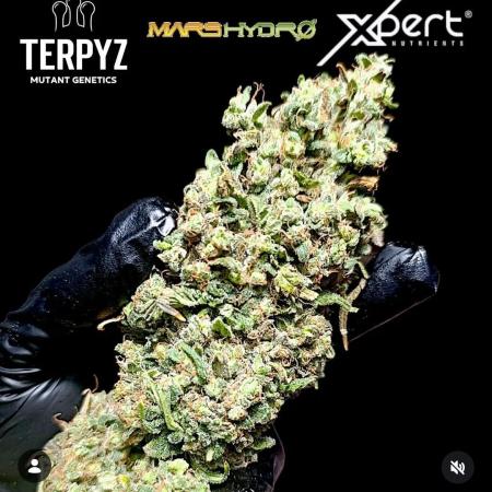 A5 Chaze x Marshydro