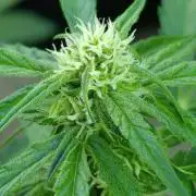 Milky Way F1 Auto