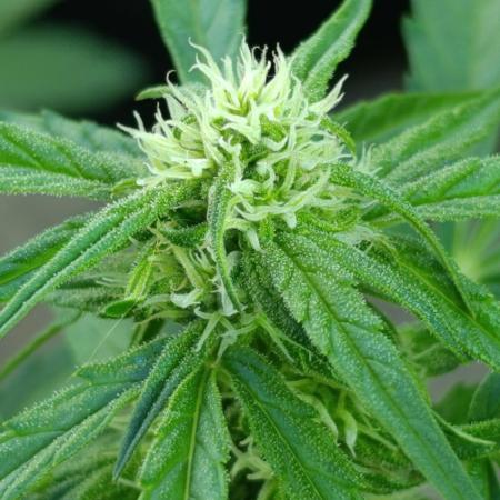 Milky Way F1 Auto