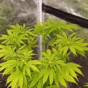 Cali Crasher Marshydro