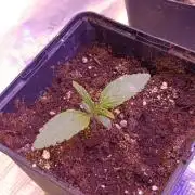 Cali Crasher Marshydro