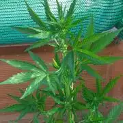 Strawberry Gorilla Rf3 Auto