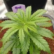 Privileged Baddie Xpertnutrients