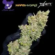 Privileged Baddie Xpertnutrients