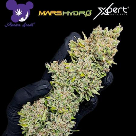 Privileged Baddie Xpertnutrients