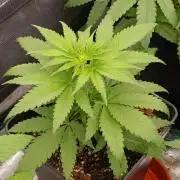 Mango Crack