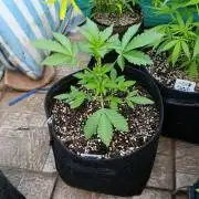 Papaya Zoap Auto