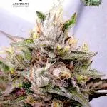 Ice Cream Haze Xpertnutrients