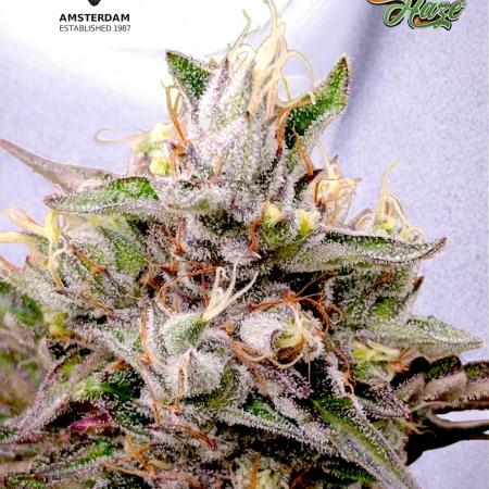 Ice Cream Haze Xpertnutrients