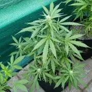 Gaia F1 Auto