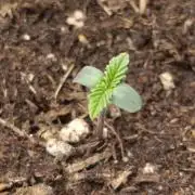 Zour MelonZ Test & Xpertnutrients