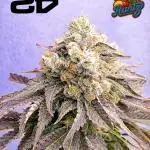 Lemon Cherry Runtz FC6500