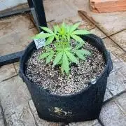 Gaia F1 Auto