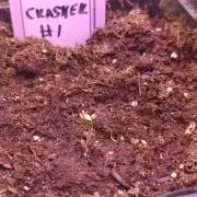 Cali Crasher Marshydro