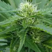 Gello Z & Xpertnutrients
