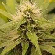 DC Kush