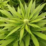 Mental Rainbow Xpertnutrients
