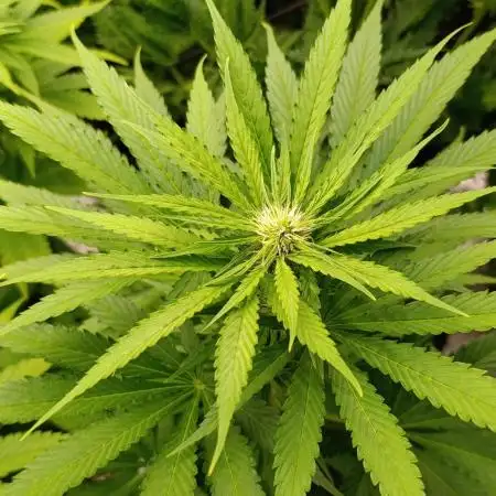 Mental Rainbow Xpertnutrients