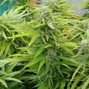 Gello Z & Xpertnutrients
