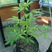 Super Boof XL Auto Outdoor