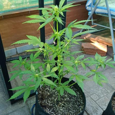 Super Boof XL Auto Outdoor